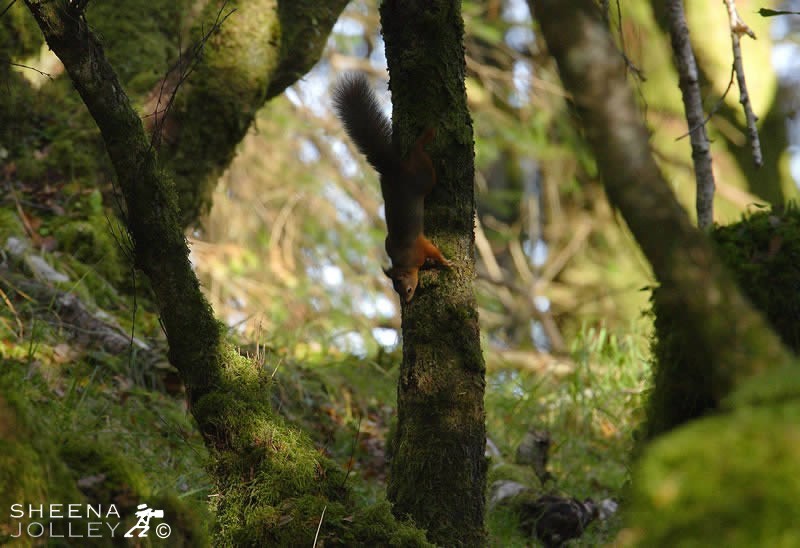 Under license from the National Parks and Wildlife Service in Connemara in Ireland a conservation programme was designed by the Zoology Department of Galway University to establish Red squirrels in Derryclare Woodland. The programme has been successful and the squirrels are becoming well established. Man has taken an active part to help re-establish the squirrels and by so doing maintains a special environment. The habitat is ideal with both hazel trees and conifer trees and as a result the squirrels are increasing in numbers. Its a Tolkein place where the branches are clothed in a skin of moss and lichen. It is a primitive place worth preserving in this fast changing land.