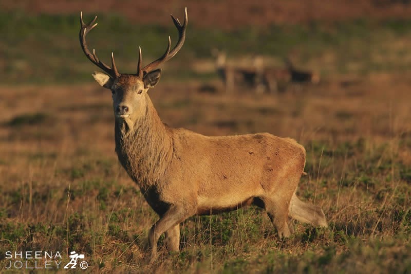 Red Deer stag with his herd in the background taken on Mangerton Mountain in Co. kerry