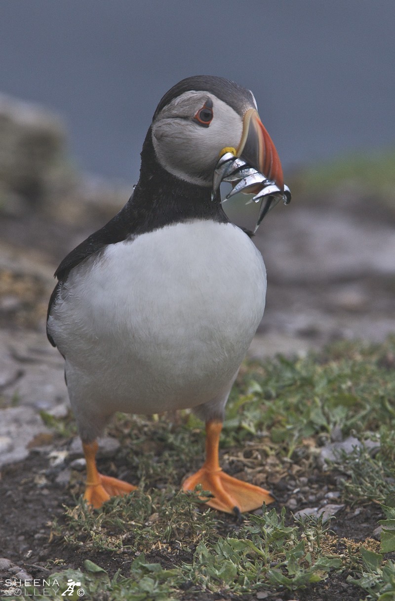 Puffins spend most of the year far out to sea. They come to land to breed between March and August and can be found on islands and mainland cliffs off Ireland. This was taken on Skellig Michael 7 miles off the coast of Kerry in Southern Ireland. They nest in burrows or crevices in clifftop earth or fallen boulders, in a colourful world of sea campion, thrift, lichens and blue sea. The single egg is hatched after 39 days and the chick flies when about 38 days old. It will breed after 5 years at sea. Feeding areas are often located 100 km (60 mi) offshore from the nest or more, though when provisioning young the birds venture out only half that distance. Atlantic Puffins can dive for distances of up to 70 m (200 ft) and are propelled by their powerful wings, which are adapted for swimming. They use their webbed feet as a rudder while submerged. Puffins collect several small fish, such as herring, sprats, zooplankton, fish (shellfish), and sand eels. They use their tongues to hold the fish against spines in their palate, leaving their beaks free to open and catch more fish. Puffins normally line up the fish in their bills with the heads facing alternate ways and can sometimes have a dozen or more fish in its beak at once