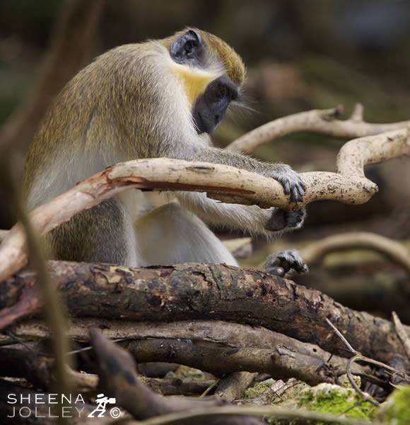  an overgrown gully in Barbados where the Green Monkey prevail. They probably were transported there centuries ago from Africa. they can be seen in wooded area all over the island in the early morning and evenings.Taken in a wood of Mahogany trees in St. Andrew, Barbados.