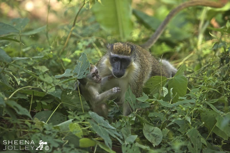 Having dropped her young momentarily I crept forward and hoped the adult Green Monkey would go for her young rather than me. They are very protective of their young so I was taking a risk that she might reprehend me first. She swiftly snatched the monkey off the ground and thankfully only gave me a curious look.Taken in St. Andrew in the north of Barbados.