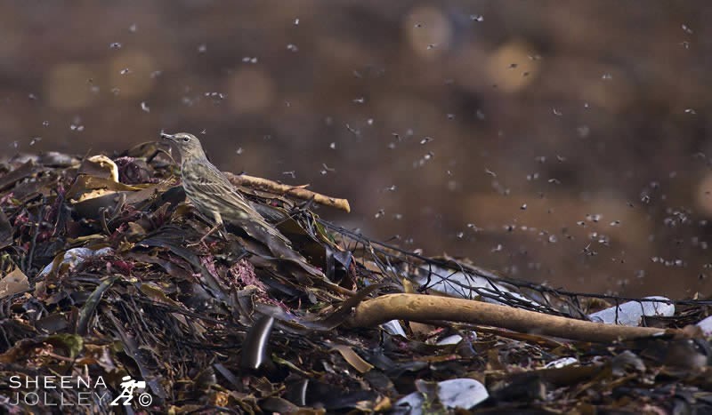 The Rock Pipit occupies a coastal habitat especially on rocky shores. Here on the northern shore of Inish More on the Aran Islands was a rare sunny warm day in March and the flies were suddenly in abundance.