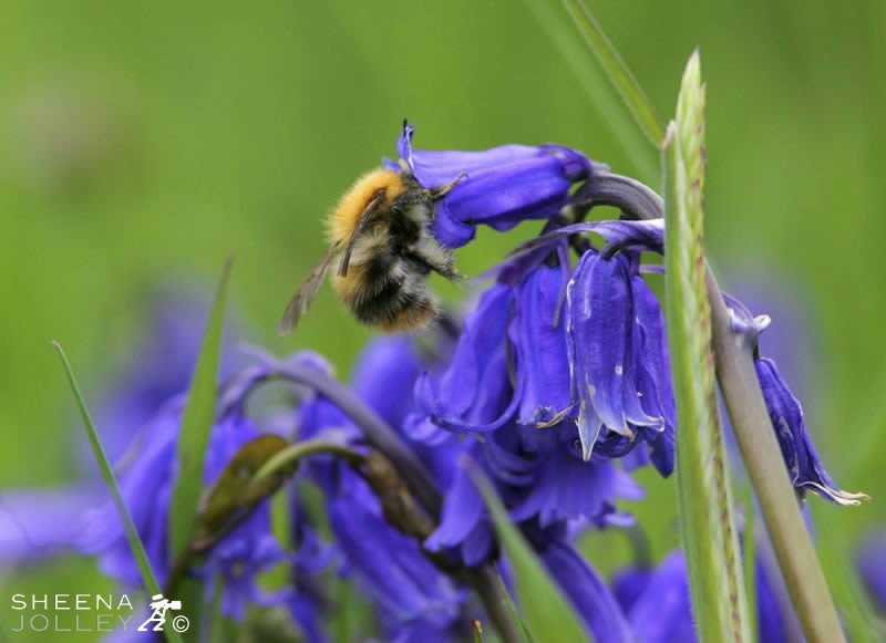  Carder Bee in a bluebell, Sherkin Island, West Cork