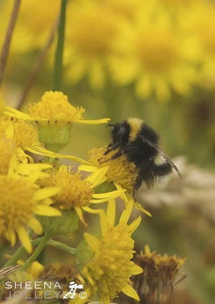 Bumblebee, yellow, Ireland, west Cork