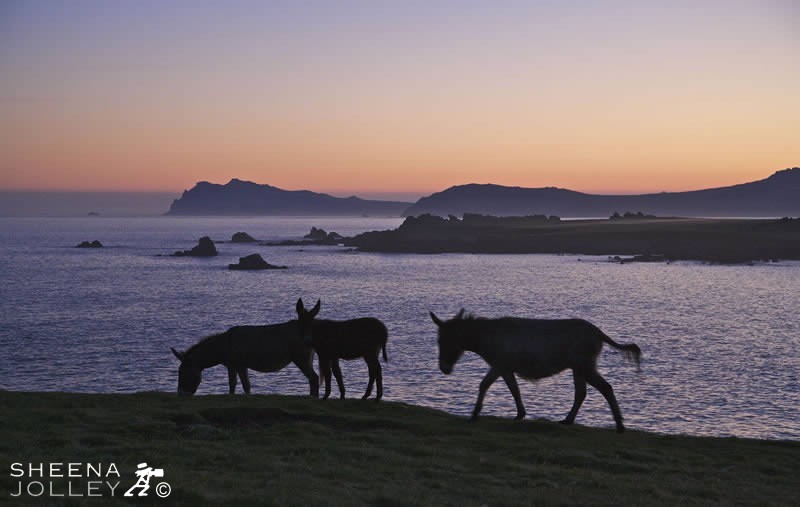 Life stirs early in order to survive on the Great Blasket. I bought the last available tent on Dingle during a recent good spell of weather in order to be in the right place at dawn. Well worth it!