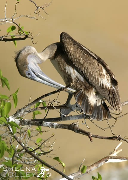 This young Brown Pelican was perched high on the branches of a tree growing out of the cliffs in Anguilla. He paid great attention to preening his feathers. The sanstone cliffs behind made an ideal background for a portrait shot. The large distendible pouch is used as a scoop to gather fish.