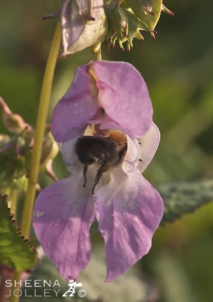 The Common Carder-Bee is active between spring and autumn in Ireland. This shot was taken on the damp ground of the banks of the River Shannon where the Himalayan Balsam plant has become naturalised.