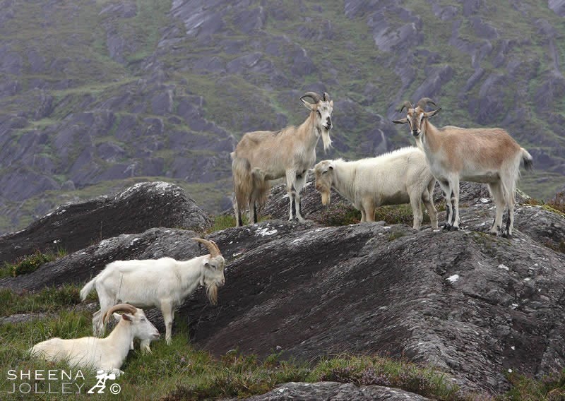 Caha Mountains just beyond Glengarriff, feral goats,