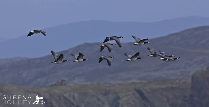 Barnacle Geese taken flying over Inishark off County Galway