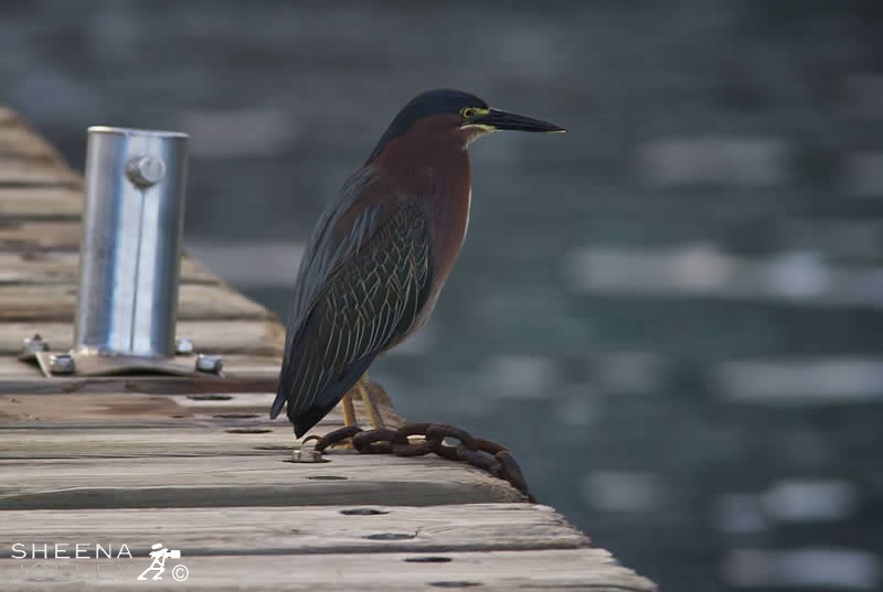A Green Heron In Guadeloupe. He patiently watched and waited for exactly the right moment to catch a fish. Amusingly he look chained to the pier!