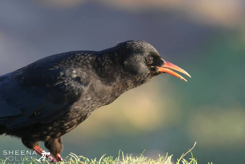 A close up shot of a chough showing his red bill.