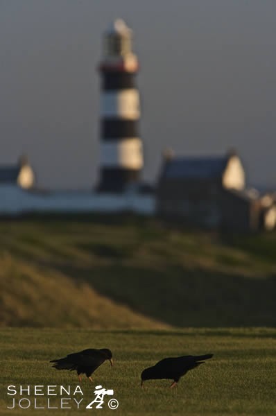 The Chough is confined to sea cliffs in Wales and Ireland. This pair live on the cliffs surrounding the Old Head of Kinsale in Ireland. They frequently feed on the greens of the Old Head Golf Links. They are using their long sharp beaks to probe for ants and other insects. They are easily identified by their red bill and legs.
