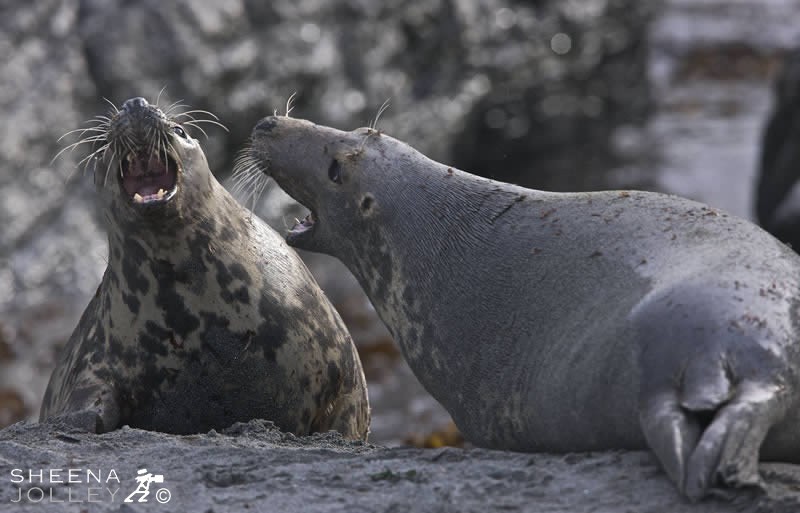 I photographed these Grey Seals in October on the islands off the west of Ireland. The pups are born on the rocky shore in the autumn and spend a few months there before going to sea. The mothers are very protective of their pups and warn off any other female that gets too close.