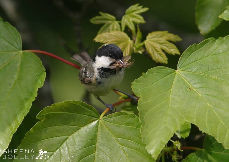 A sudden appearance of a Coal Tit with a fly in his beak taken near Ennis and I had to shoot fast to capture the moment on a sycamore leaf 