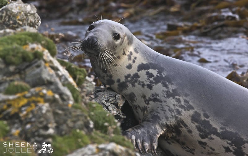 The Grey Seal is an inquisitive and curious creature. This endearing quality and their big brown eyes makes one believe all the myths and legends associated with them. This was shot on the island of Inishark off the west coast of ireland