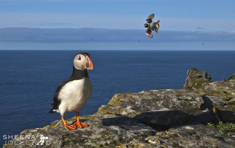 These Puffins were nesting on Skellig Michael off the west coast of ireland. They are a small bird and it is a wonder to see them at such close quarters with their brightly coloured beaks and comical flight