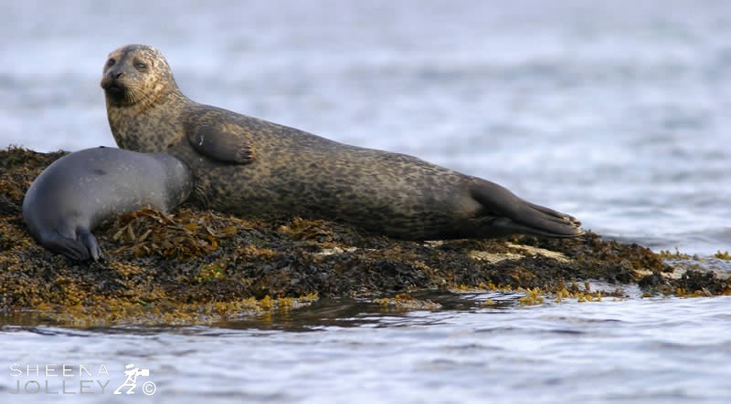 Off the south west coast of Ireland at the end of Bantry Bay lies Glengarriff Harbour with many rocky outcrops providing safe sanctuaries for the seals to bask and rest. I quietly glided between the rocks in a small rubber dingy and was lucky to have a few seconds before mother and pup disappeared into the water.