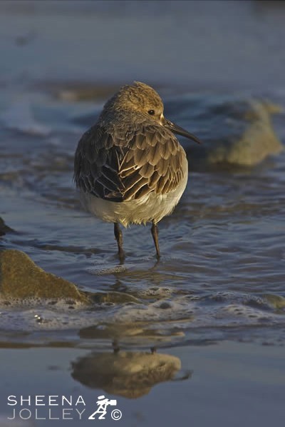 Sanderling near Timoleague