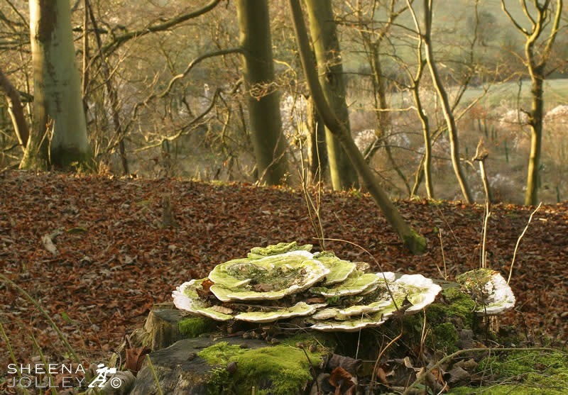 Wandering through the woods near Broadway in the Cotswolds I came upon this fungal growth when everything else looked dormant. It was a wonderful bright spot amongst a sea of dead leaves. It is a Many-zoned Polypore which grows on dead stumps and is found all year.
