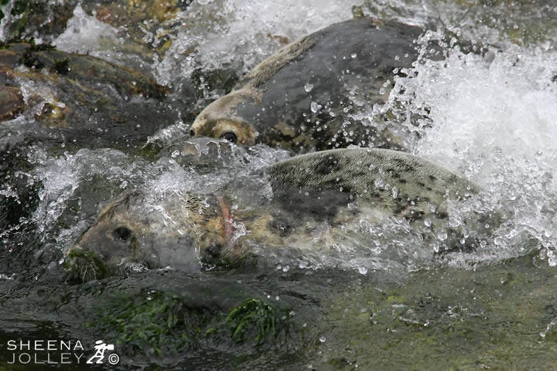I took this shot from Inishtrahull Island which is 7 miles off the northern coast of Ireland. I was amazed when I downloaded the image to discover the deep gash one Grey Seal has sustained from fishing gut. It looks like a seriously deep injury but I imagine it happened some time previously as there was no bleeding and the edge of the wound shows some sign of healing.When I observed the seals beforehand they were not distressed in any way. Perhaps the wound will heal over the embedded gut and the young seal will survive in spite of her injury caused by the activities of man.
