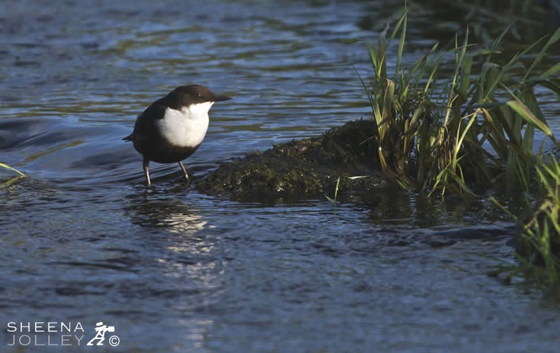 I kept following the Dipper up river as he flew between the rocks in the water. Sometimes he rested and disappeared under the water resurfacing a little further on.