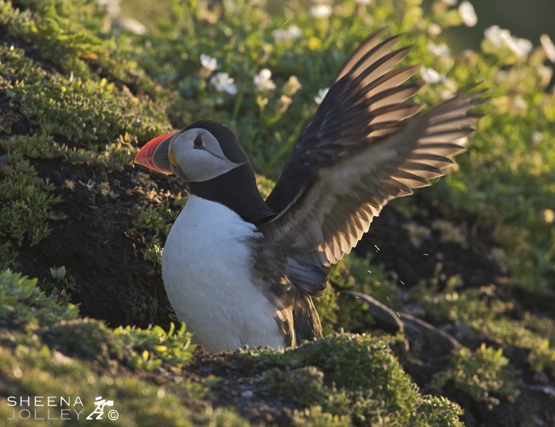 Puffins spend most of the year far out to sea. They come to land to breed between March and August and can be found on islands and mainland cliffs off Ireland. This was taken on Skellig Michael 7 miles off the coast of Kerry in Southern Ireland. They nest in burrows or crevices in clifftop earth or fallen boulders, in a colourful world of sea campion, thrift, lichens and blue sea. The single egg is hatched after 39 days and the chick flies when about 38 days old. It will breed after 5 years at sea.Feeding areas are often located 100 km (60 mi) offshore from the nest or more, though when provisioning young the birds venture out only half that distance. Atlantic Puffins can dive for distances of up to 70 m (200 ft) and are propelled by their powerful wings, which are adapted for swimming. They use their webbed feet as a rudder while submerged. Puffins collect several small fish, such as herring, sprats, zooplankton, fish (shellfish), and sand eels. They use their tongues to hold the fish against spines in their palate, leaving their beaks free to open and catch more fish. Puffins normally line up the fish in their bills with the heads facing alternate ways and can sometimes have a dozen or more fish in its beak at once