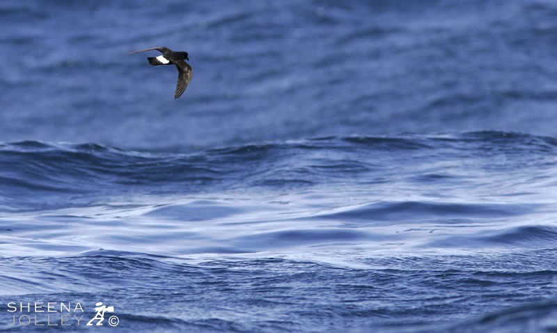 At Sea off the south coast of Ireland