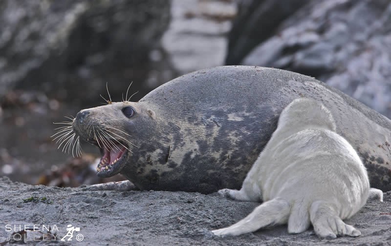  I photographed these Grey Seals in October on the islands off the west of Ireland. The pups are born on the rocky shore in the autumn and spend a few months there before going to sea. The mothers are very protective of their pups and warn off any other female that gets too close.