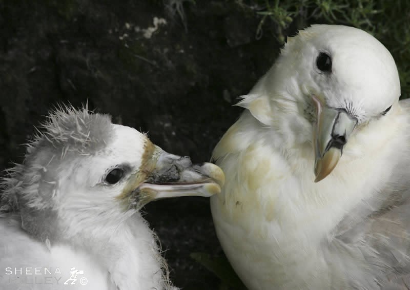 Taken on Skellig Michael the Fulmar is distinguished by its tubular nostrils. In defence of nest it will spit foul-smelling oil at intruders