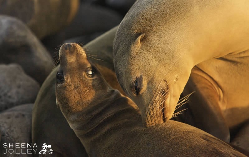 I managed to catch this tender moment of a Galapagos Sea lion with her pup just before leaving Hood Island in the evening.Normally a cow will spend the first week of their pup's life bonding with it but I took this shot in April when the pup must have been at least five months. The cow had been suckling the pup but it was fun to capture what appears to be a moment of tender affection.The Galapagos Seal Lion is categorised in the 2006 IUCN Red List of Threatened Species as Vulnerable.