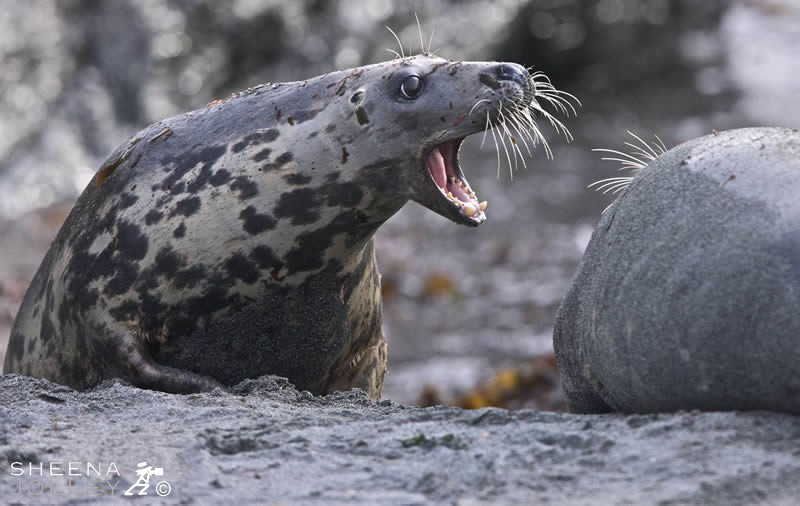 Grey Seals on Inishark. I photographed these Grey Seals in October on the islands off the west of Ireland. The pups are born on the rocky shore in the autumn and spend a few months there before going to sea. The mothers are very protective of their pups and warn off any other female that gets too close.