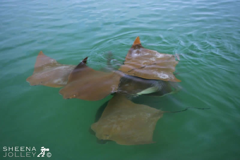 Rays are harmless filter feeders that wing through the water near the surface and scoop up mouthfuls of tiny plankton. I shot this in Black Turtle Bay off Santa Cruez in the Galapagos. The rays were winging silently along the surface of the water. One could not get this view of the rays from within the water.The Golden Ray is categorised in the 2006 IUCN Red List of Threatened Species as Near Threatened.