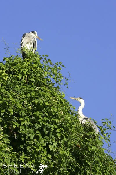 Kinsale a fishing village on the South coast of Ireland on the slopes around a well protected harbour. There is a 30 foot high cliff face running through part of the town shadowing some of the buildings below. Russian Vine from neighbouring gardens have established growth on the cliffs and the herons frequently roost there in complete safety. On a perfect early August morning last year I spotted this adult Grey heron who seemed to be asserting his higher position over the juvenile below.