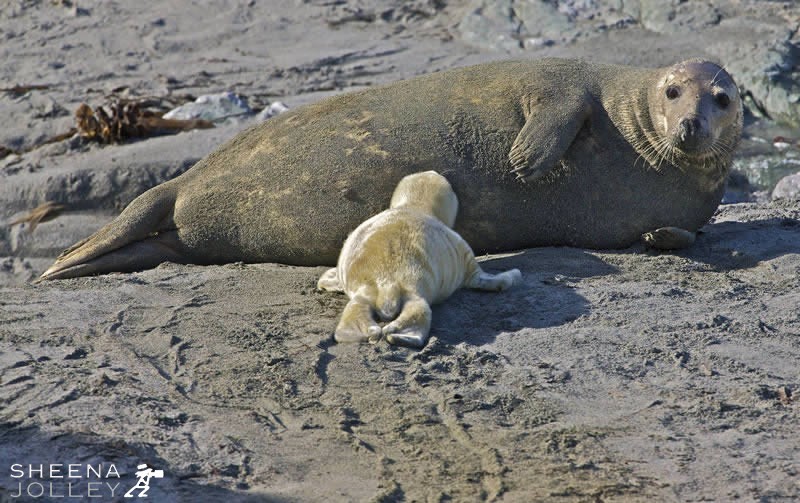 Grey Seal pups are born in the autumn covered in thick white fur.I photographed these Grey Seals in October on the islands off the west of Ireland. The pups are born on the rocky shore and spend a few months there before going to sea.They are very vulnerable being pushed and shoved a great deal. The mothers, so swift and agile in the water, are fairly helpless to protect their young on shore. However, They provide rich milk whenever they can and the young pup puts on pounds every day. This patch of sand made life more comfortable for mother and pup.