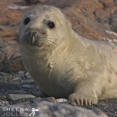 Grey Seal pups are born in the autumn covered in thick white fur. They are born in October on the islands off the west of Ireland on the rocky shore and spend a few months there before going to sea.They are very vulnerable being pushed and shoved a great deal. The mothers, so swift and agile in the water, are fairly helpless to protect their young on shore. However, They provide rich milk whenever they can and the young pup puts on pounds every day.