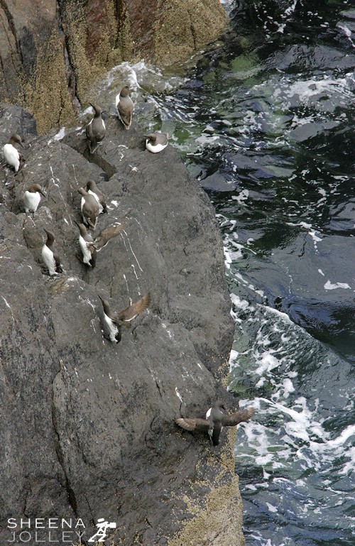 The Guillemot breeding colonies add life, noise and spectacle to a seabird cliff. It seems the most precarious position imaginable for them on the sheer cliffs of Great Skellig Island off the south west coast of Ireland. Even more unbelievable is that they manage to lay eggs and rear their chicks here too.The elongated pear-shaped egg would be blown off the cliff ledges on which it is laid were it not for its shape which causes it to roll round in a tight circle on its axis. It is remarkable that a pair of Guillemots are able to recognise each other and are concerned only with each other although they build no nest which could become a focal point. Although the Guillemot is an expert swimmer and diver he is not so manoeuvrable on land being heavy-bodied with short stiff wings. They come to the cliffs to breed between March and August but spend the winter at sea from the Arctic south to Iberia. They prefer to breed on high,steep cliffs so that the fledglings can plunge direct into the sea.