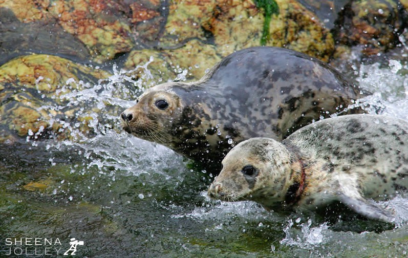 I took this shot from Inishtrahull Island which is 7 miles off the northern coast of Ireland. The Grey Seal pup has sustained a deep gash from fishing gut probably as a result of getting his head caught in a net. It looks like a seriously deep injury. The gut wil become more embedded as the young seal grows and it will eventually cause him to die in a painful way.
