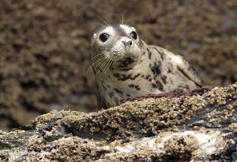 A young Grey Seal pup clings precariously to a rock on Little Skellig