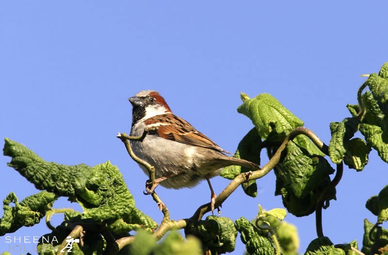 The House Sparrow has declined markedly in recent years. The once ubiquitous bird is now of high conservation concern. This is a male House sparrow looking cheeky which is part of his nature. The House sparrow goes wherever man goes. I took this bird in a garden in West Cork perched on a Corkscrew Hazel.