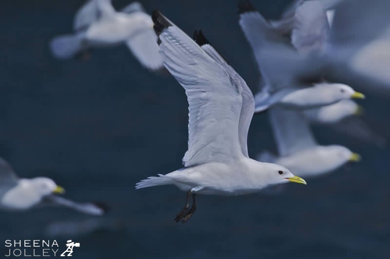 I shot this flock of Kittiwakes while on a fishing boat off the south coast of Ireland