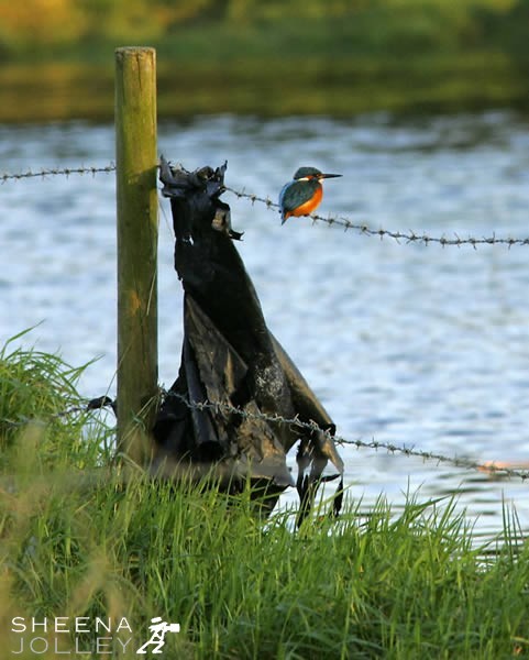 Ireland is addressing its rubbish disposal problem and one does see fewer bags strewn into the ditches. This scene I found dismaying for the barbed wire was erected on wetlands where no stock could graze and the fence had no purpose either to keep stock in or out. It is an otherwise beautiful unspoilt scene near Timoleague in West Cork in Ireland.