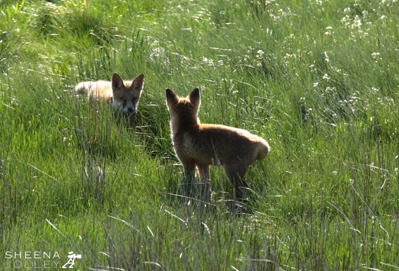 Early morning  near Kilbrittain, Co. Cork, two fox cubs playing and learning to hunt.