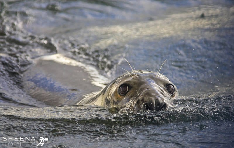 I had been out on a fishing boat all day trying to get shots of sea birds. We were motoring for home when this Grey Seal appeared and started to follow us. The inquisitive nature of the grey seal is perfectly shown by this brave character as you can see from his eye contact and the speed at which he is moving through the water.