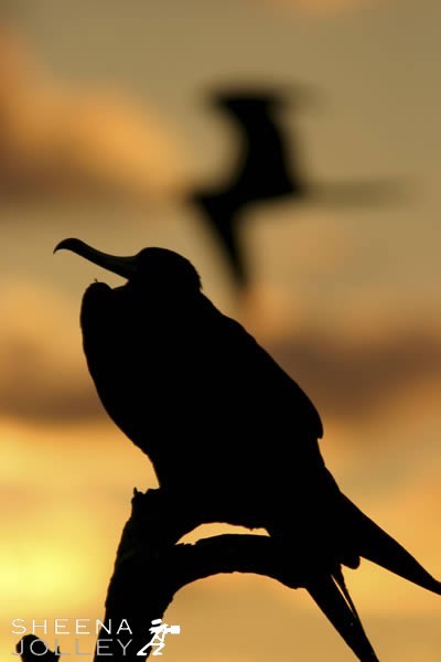 Few birds can match the aerial supremacy of Frigatebirds and these huge black birds spend much of their waking life on the wing. I wanted to capture the contrasting forms of a bird perched on a branch and in flight to convey their size and power. It meant a 4 mile trip across a lagoon before dawn in Barbuda