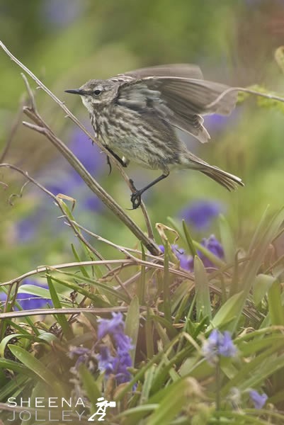 Meadow Pipit taken on the Saltee Islands when the bluebells are in bloom
