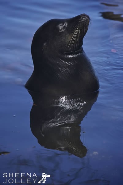 I took this shot during early morning from Fernandina Island. The Galapagos Seal Lions were relaxed and with the right angle and good light I managed to get a perfect reflection. The Galapagos Seal Lion is categorised in the 2006 IUCN Red List of Threatened Species as Vulnerable.
