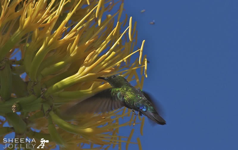 I wanted to capture this moment of the Antillean Crested Hummingbird feeding on a Century plant in Antigua. It is difficult to see with the naked eye as the hummingbird moves so quickly.