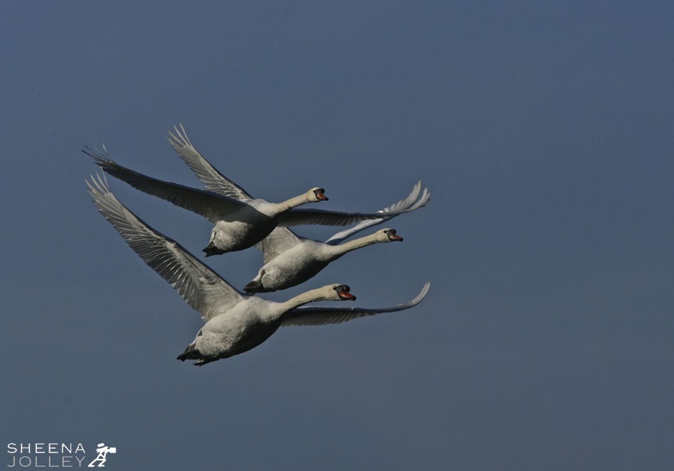 Three Mute Swans flying in formation 