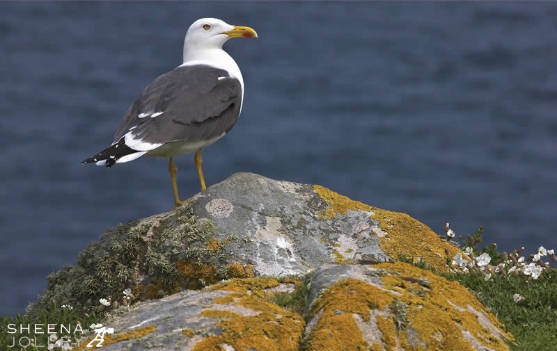 It is striking how the colours in nature match and blend. I shot this Lesser Black-backed gull on the Saltee islands off Wexford