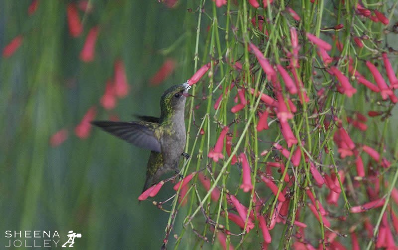 I wanted to capture this moment of the Antillean Crested Hummingbird feeding.It is difficult to see with the naked eye as the hummingbird moves so quickly. I had to come back to the scene in Martinique several times to get exactly what I wanted.